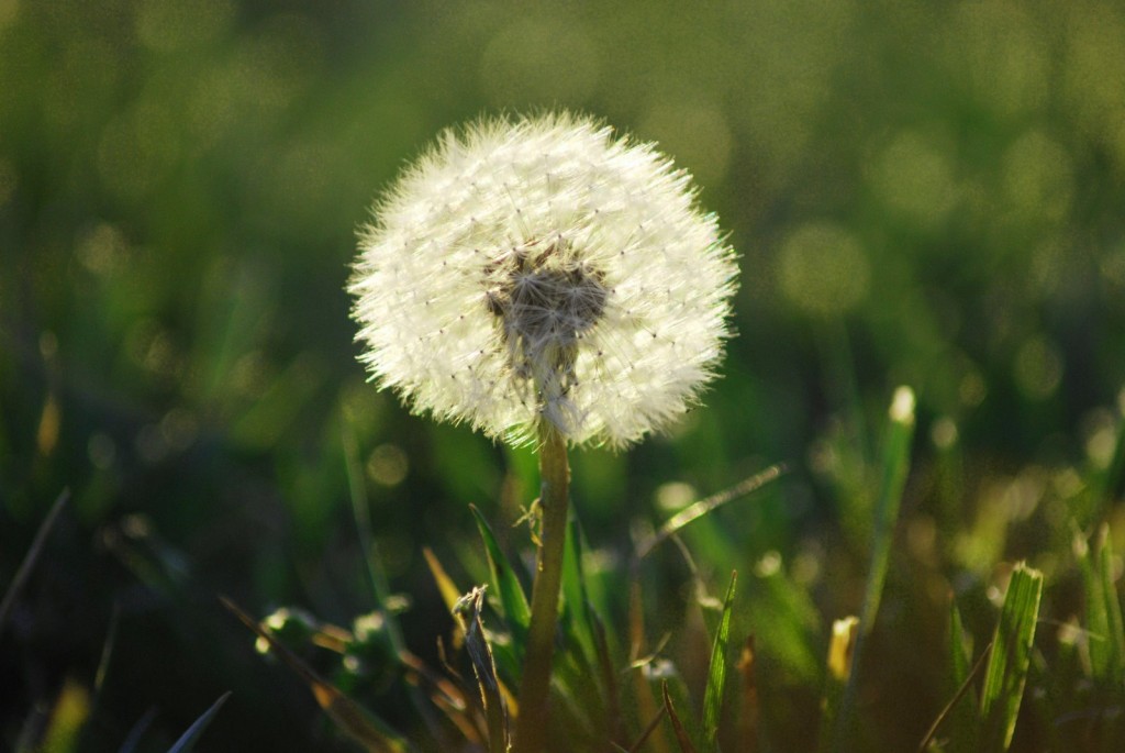 Dandelion