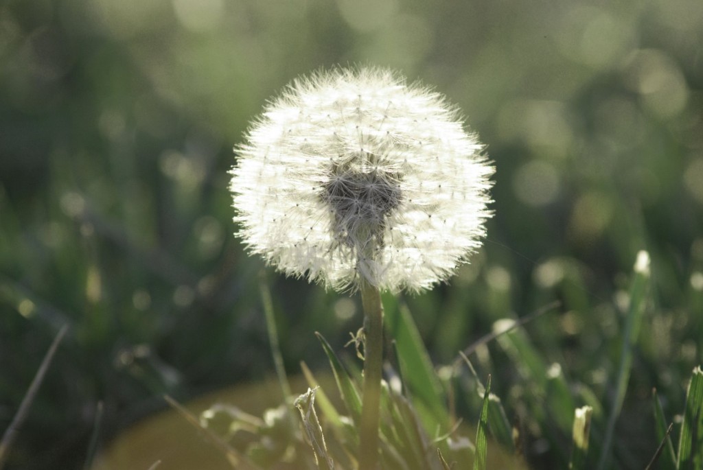 Dandelion